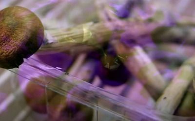 Some push for FDA approval of psychedelic treatments for veterans