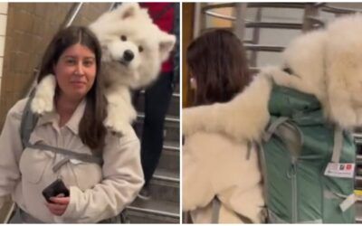 Woman with 52-pound dog has creative solution to NYC subway rule
