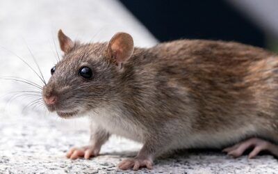 Eric Adams appoints Department of Education staff member as New York City’s first ever ‘rat czar’