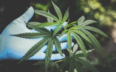 Most agents unsure how cannabis dispensaries affect property values
