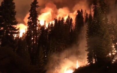 Dems, environmentalists oppose bill aimed at saving iconic California trees from wildfires
