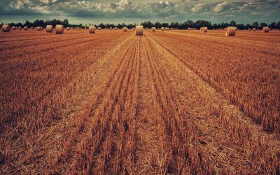 Kremlin drone attack sees Chicago wheat futures rise – infographics