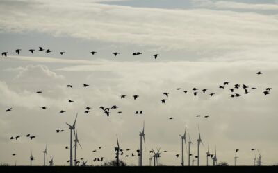 How much wind killing do we want?
