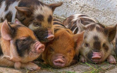 Supreme Court upholds California law – rejects challenge brought by pork industry