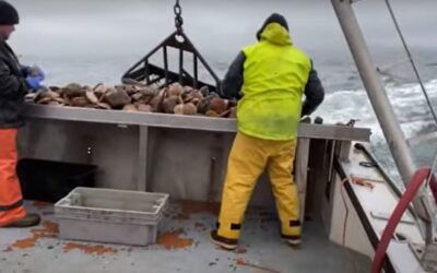 We’re being regulated out of business, New England fishermen say