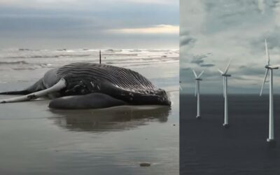 ‘Couldn’t care less’: Green groups let offshore wind off the hook as mysterious whale deaths surge