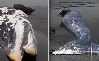 Five dead whales wash up on shores of one state in one month