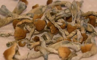 Magic mushrooms as medicine? More false promises from the addiction industry