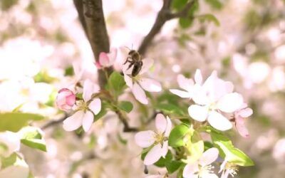 New York poised to enact pesticide ban that could be ‘devastating’ to farmers