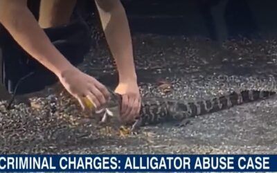 Florida teen charged with abuse for shot gunning booze with baby gator