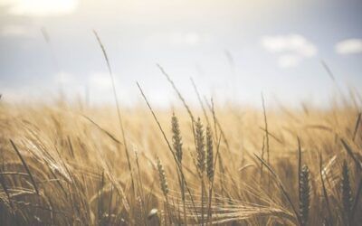 Black Sea grain deal under threat