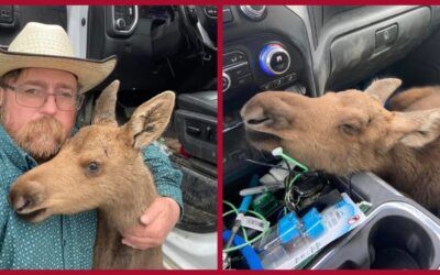 Canadian ‘hero’ FIRED for saving baby moose from potential bear attack: ‘I couldn’t just leave her there’