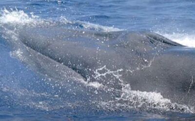 Biden admin’s plans to protect whales in the Gulf may jack up emissions, pose safety risks