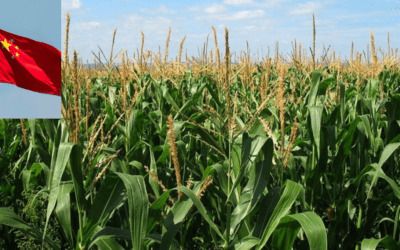 ‘Slow-motion heist’: Midwestern farmers accuse Chinese Communist Party of stealing valuable American seeds