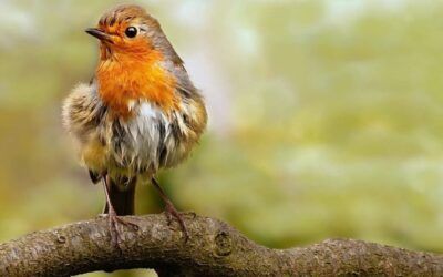 Audubon Society won’t cave to woke mob demanding they change name after George Floyd’s death