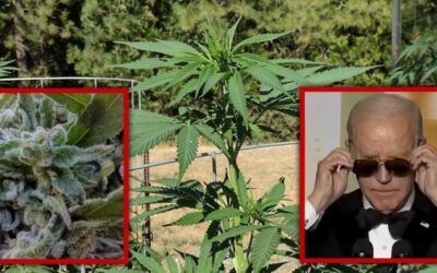 Pandering to potheads: Biden regime readies to ease federal weed laws ahead of 2024 election