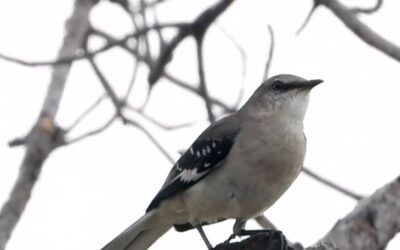 National association will rename birds with ‘exclusionary and harmful’ names