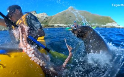 Slapped in the face with an octopus, by a seal was NOT on my bingo card!