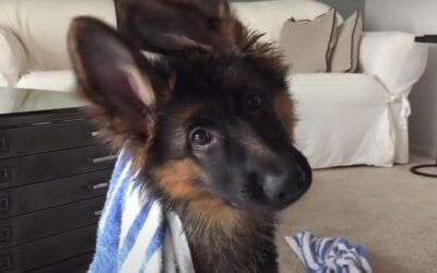 Strange highly contagious respiratory illness hitting dogs in several US states