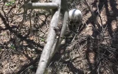 ‘Shot between the eyes’: Border Patrol chiefs testify on cartel violence against border-crossers