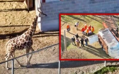 Authorities seize 89 exotic animals, 28 found dead at Virginia zoo accused of animal cruelty
