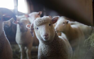 Montana man planned to create 300-pound hybrid sheep for hunting
