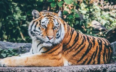 Slippery slope: New NBC documentary promotes ‘LGBTQI+ tolerance’ with focus on gayness among animals