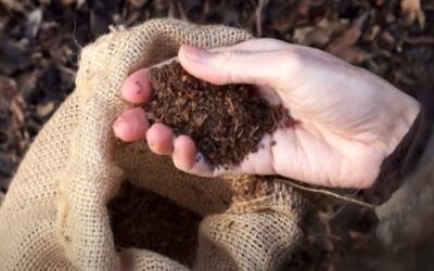 California will legalize human composting by 2027 as other states hop on the bandwagon