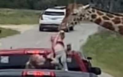 Terrifying moment giraffe plucks toddler from family’s truck at Texas drive-thru safari