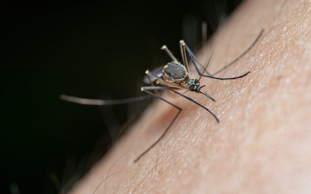 64 million lab mosquitoes heading for U.S. skies, thanks to Google, and Congress isn’t amused