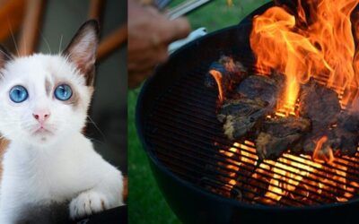 Independent probe finds that yes, migrants ‘appear’ to be eating cats in Ohio