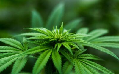 Red state Supreme Court blocks vote counting for medical marijuana expansion