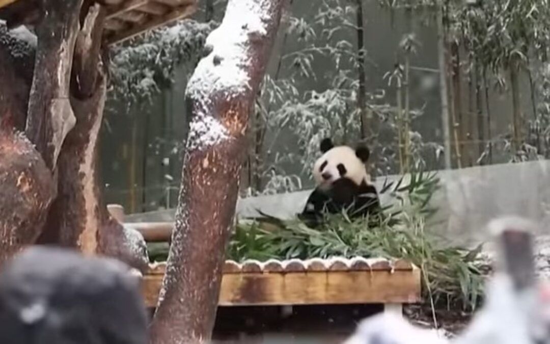 Panda conservation projects backfiring after American zoos dished out millions to China