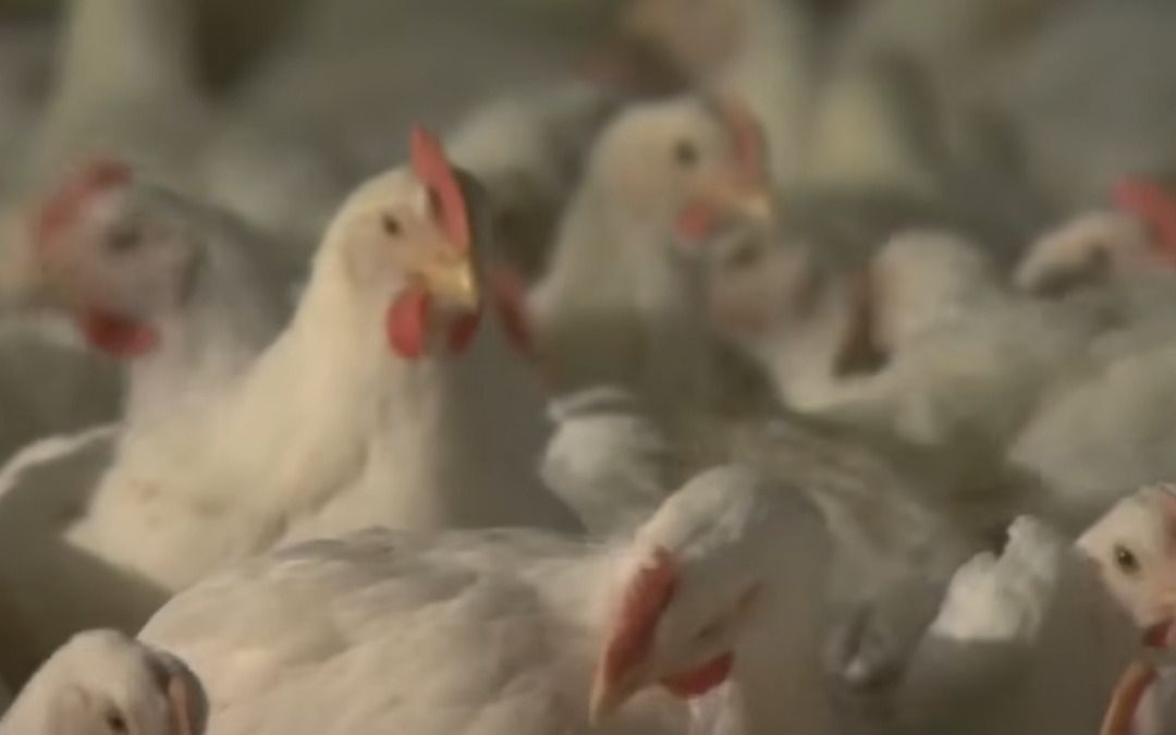 CDC monitors bird flu as rare human case sparks concerns