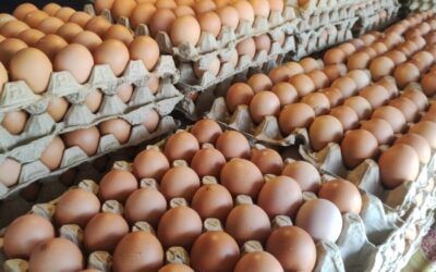 Media blames Trump for egg prices but what about Biden’s mass killing of chickens?