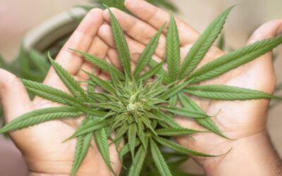 Grandma and Grandpa getting high in their golden years, so is it safe?