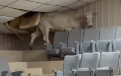 Wild scene as cow attempts to escape livestock auction by scaling the bleachers, knocking out the ceiling