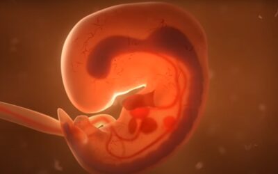 ‘You can even name your embryo’: Genetics startup sells test to rank embryos by IQ, height and looks