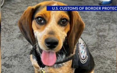 ‘Good riddance!’ Egyptian man kicked out of America after kicking beloved CBP beagle