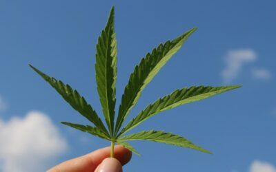 California cannabis companies thought Trump would be an ally. Then the raids happened