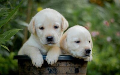 Trump admin rushes to find homes for animals used for experiments under Biden