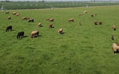 Dept of Agriculture plans to breed millions of sterile flies and set them loose