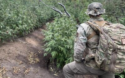 Huge illegal hidden marijuana farm removed from national park in Cali