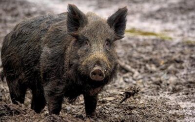 California wild pigs found to have shocking BLUE meat inside
