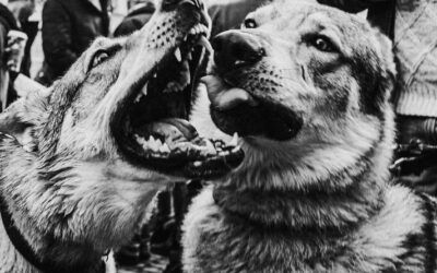 From NFL star to felon: Ex-running back convicted in largest federal dogfighting bust