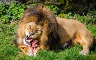 Denmark zoo asks people to donate their small healthy pets as food for its predators