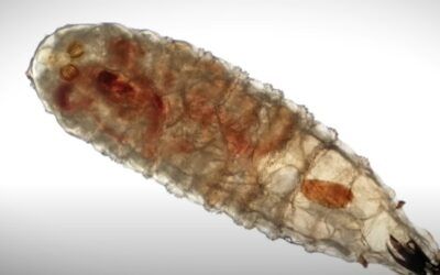 Federal officials confirm case of New World screwworm
