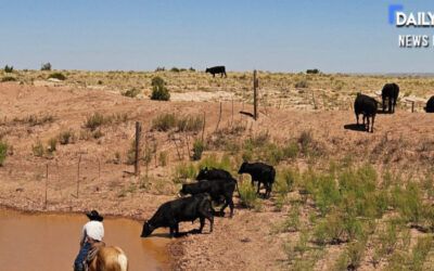 Exclusive: Legacy ranchers fear solar industry razing farmland into ‘dust bowl’