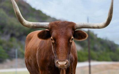 White House says Trump can protect ranchers while importing more beef