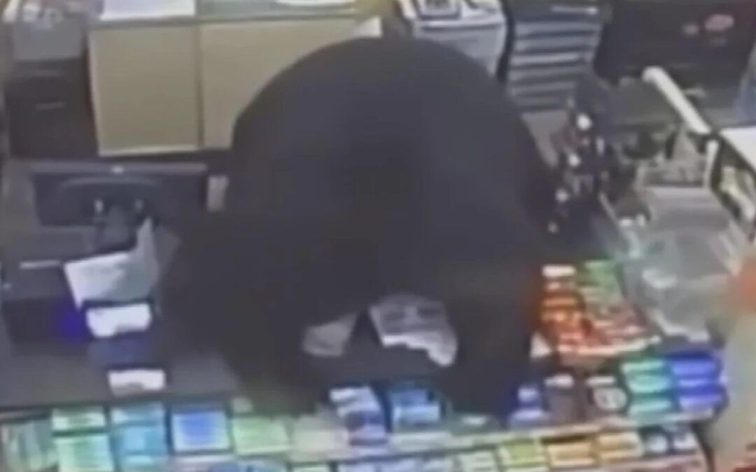 Giant Black bear chases 11-year-old boy into Family Dollar store, climbs over counter